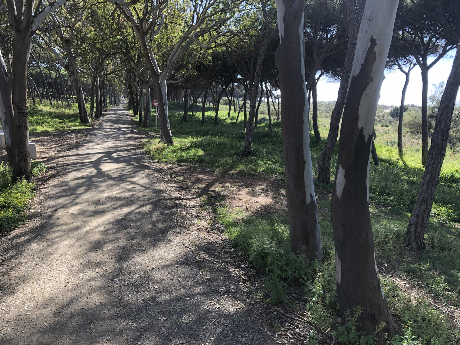 Sendero Monte Público Dunas de Isla Cristina